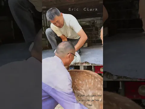 ثلاثة رجال ينقلون الغزال ويغطون رأسه بقطعة قماش لتحميله على السيارة🦌
