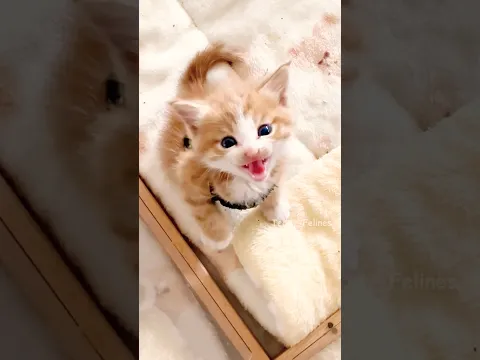 That Tiny Meow Broke My Heart 🧸😻💕 #cat #cute #cats #kitten