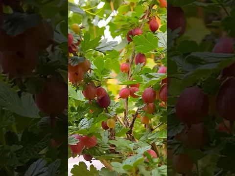 PETIK SEMUA BUAH-BUAHAN DI KEBUNKU😍