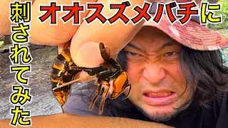 オオスズメバチに刺されてみた