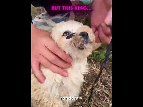 Others Kindness VS This King ❤️‍🩹🥺
