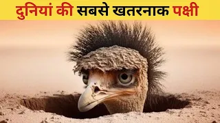 Duniya ki sabse khatarnak Pakshi #short #live #facts #youtubeshorts