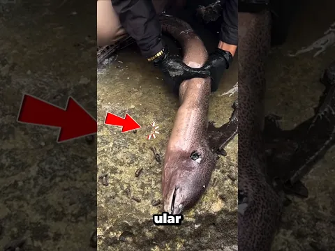 penemuan ular terdampar, menghebohkan warga#shorts #viralshorts