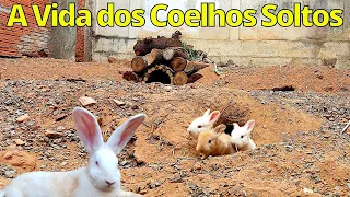 Os Coelhos Gigantes Soltos no Quintal