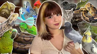 TODOS OS MEUS PETS EM UM VÍDEO (+40) meu zoo!