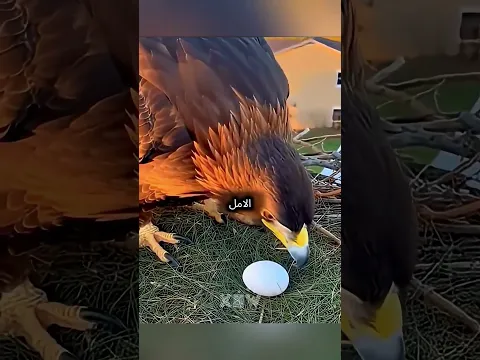 🦅❤️ ** تخلت عن الجنة من أجل الحب #باختصار