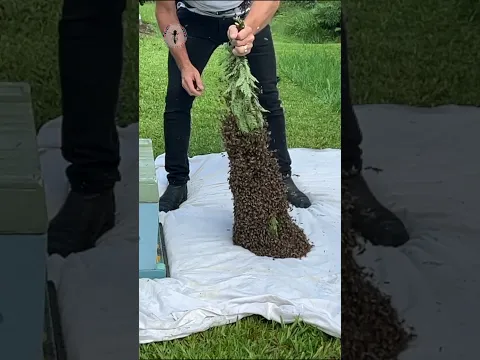 🐝 Swarm Drop #beeswarm