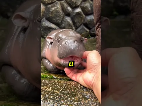 Los sonidos más tiernos de los bebés de animales peligrosos — y el último te derretirá el corazón ❤️