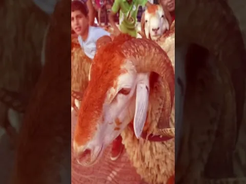 اغرب عادات دول تحتفل بعيد الاضحى!!