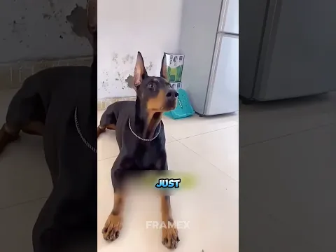 Rocky Was Innocent, But Nobody Believed Him 😢💔