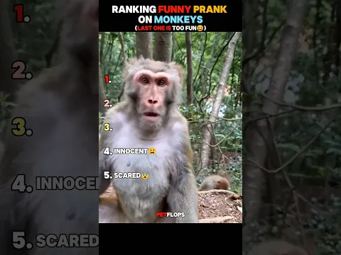 "Funniest Monkey Prank Ever🤣"