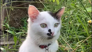 KUCING MAIN DI KEBUN