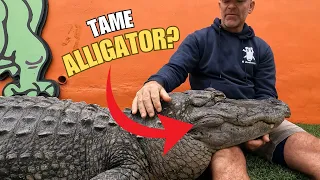 Can You Tame an Alligator?! The Shocking Truth!