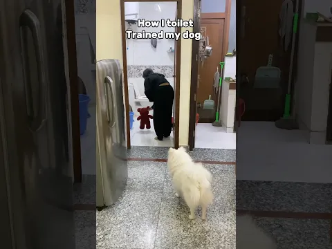 How to train our dog to Toileting at right place? #dogtraining #toilettraining #doglover #shorts