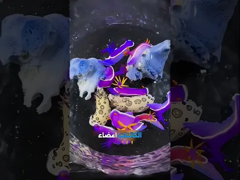أغرب طرق تكاثر الحيوانات! 🛑 الأخطبوط يضحي بذراعه ويموت! 😱