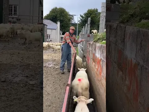 Amazing System In Sheep Farming 😱 #shorts #miraxfact
