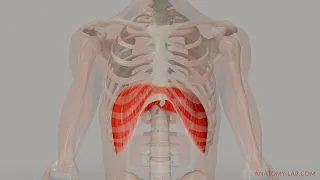 The Movement of the Diaphragm (3D Anatomy)