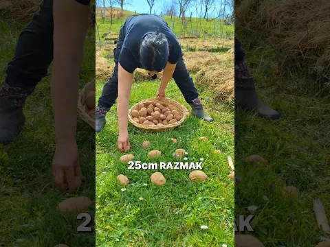 NAJJEDNOSTAVNIJA Sadnja KROMPIRA Na LEDINI