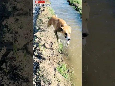Pluto घोड़े से भी तेज भागता है 😦 | #73 | #shorts #minivlog #vlog #dog