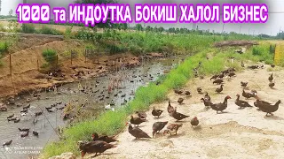 1000 та Индоутка бокиб кунига 2 МЛН ХАЛОЛ ДАРОМАД килиш 📞991385587 O'RDAK BOQISH BIZNESI INDOUTKA