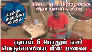 நீண்ட கால எலி பிரச்சனை எளிய தீர்வு ?? ஆறு ருபாய் போதும் ??