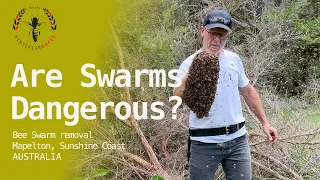 ❓ Are Bee Swarms Dangerous?
