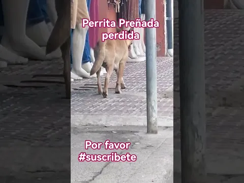 Perrita Preñada abandonada en Ataco