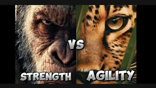 CHIMPANZEE VS CHEETAH ,WHO WOULD WIN IN A FIGHT