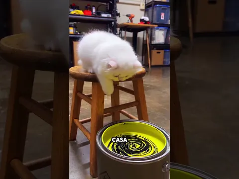 Cats jumping into buckets of paint start glowing in the dark