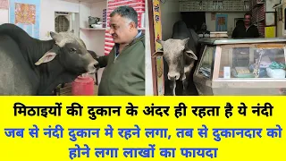 मिठाइयों की दुकान के अंदर ही रहता है ये नंदी👍 दुकानदार को होने लगा लाखों का फायदा
