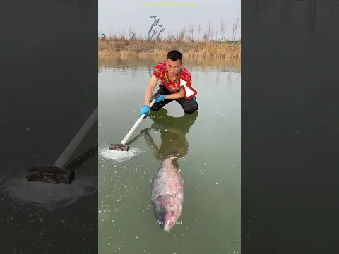 Frozen Fish Moves Inside Ice – You Won’t Believe What Happens Next #shots #facts