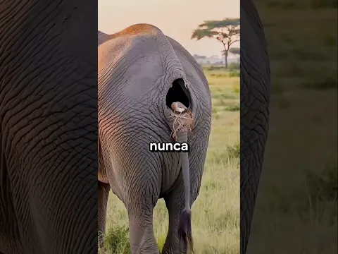 Los Nidos Más Hermosos Del Reino Animal
