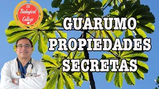 GUARUMO Propiedades Secretas