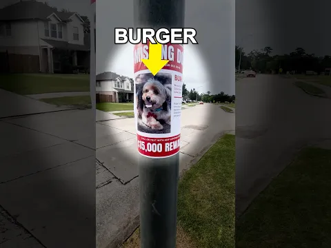 I Found a Lost Dog