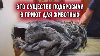 Это СУЩЕСТВО подбросили в приют для животных
