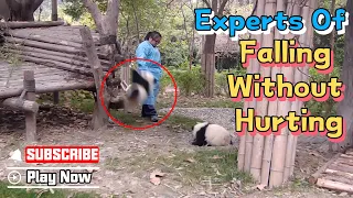 Don’t Worry About Us Falling, We Are Giant Pandas | iPanda