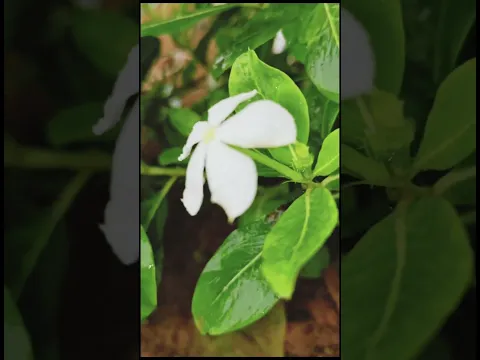 इतना प्यारा फूल देखा है कभी? 🌹😍 | Beautiful Flower #Shorts #videoshort