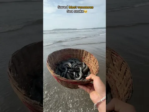 Rescue mission: 100+ sea snakes back to the ocean 🥺