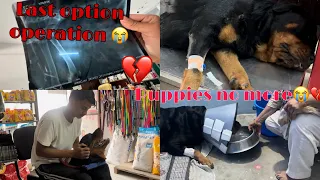 Daisy ka operation karana Pada 💔puppies no more 😭🙏🏻