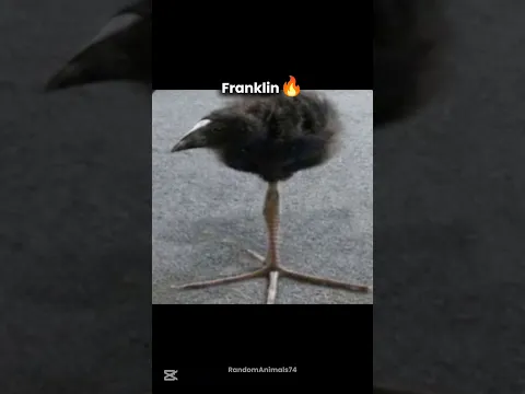 Animals that will go extinct in 2067😪✌️🔥 #memes #cat #brainrot