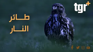 طائر الحدأة أو صقر النار لماذا حذر منه الرسول؟