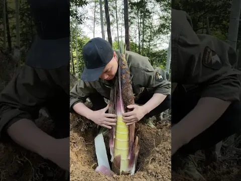 Amazing  Sound Of  Peeling Bamboo Shoots #satisfying #short
