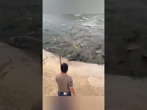 This giant crocodile looking for other meal 😮 #shorts