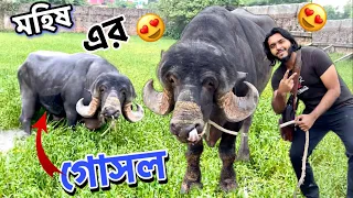 বিশাল মহিষের গোসল করার দৃশ্য । Biggest Jafrabadi Bull in Bangladesh