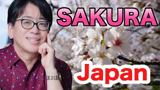 【Japan】SakuraStyleさくらに学ぶ人生観