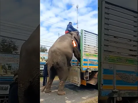 Owner trapped in fear of death ! 😲
