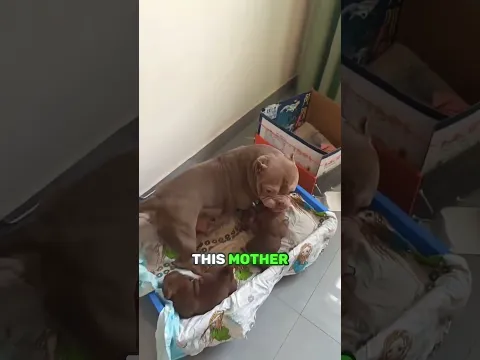 This mother Pitbull doesn't know the reason 🥹🥰  #shorts