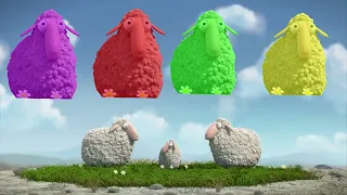 Renkli Toplardan Hangi Renk Kuzular Çıkıyor