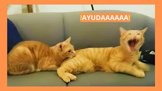 ¡Estos gatos hablan inglés mejor que los humanos!