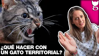 AGRESIÓN TERRITORIAL EN GATOS ¿CÓMO SOLUCIONARLA? 😺 LA GATERÍA TV